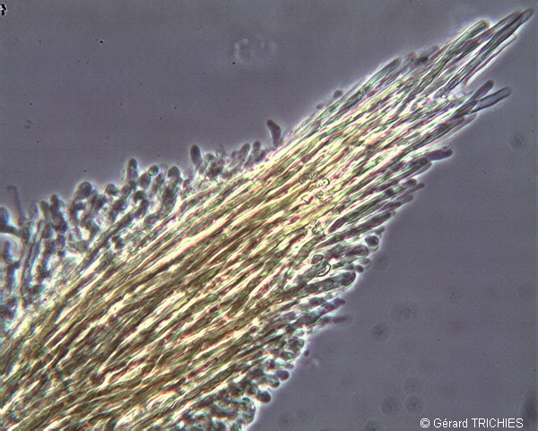Crosta dubbia - foto 5524 (Hyphodontia gossypina?)